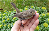 Grnpur / Muscicapa striata (Pallas, 1764)