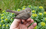 Grnpur / Muscicapa striata (Pallas, 1764)