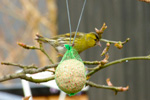 Grønsisken / Carduelis spinus