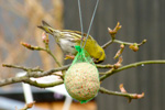 Barrfinka / Carduelis spinus