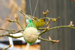 European Siskin / Carduelis spinus