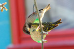 Grønsisken / Carduelis spinus