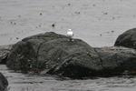 Hattarmsi / Chroicocephalus philadelphia (Larus philadelphia)