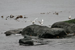 Hattarmsi / Chroicocephalus philadelphia (Larus philadelphia)