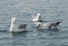 Faroese fulmars