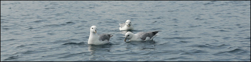 Fulmars