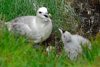 Náti / Fulmarus glacialis 