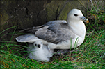 Náti / Fulmarus glacialis 