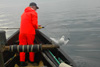 Finnbogi hevur fingið ein nátaunga í glúpin / Finnbogi har fået en mallemuk unge i nettet / Finnbogi caught a young fulmar with his net.