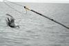 Ntaungi / Mallemuk unge / Young fulmar.