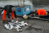 Nátaungarnir verða skipaðir upp / Mallemuk ungerne bliver ført i land / The young fulmars are brought ashore.