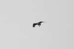 White-tailed eagle / Haliaeetus albicilla