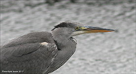 Hegri / Ardea cinerea