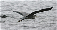 Hegri / Ardea cinerea