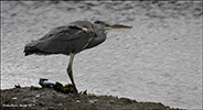 Hegri / Ardea cinerea