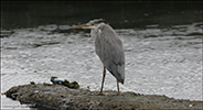 Hegri / Ardea cinerea