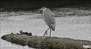 Hegri / Ardea cinerea