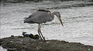 Hegri / Ardea cinerea