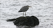 Hegri / Ardea cinerea