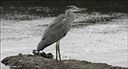 Hegri / Ardea cinerea