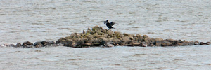 Hiplingur / Phalacrocorax carbo