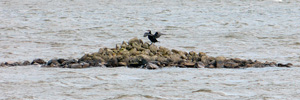 Hiplingur / Phalacrocorax carbo