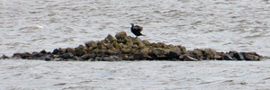 Hiplingur / Phalacrocorax carbo