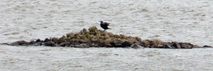 Hiplingur / Phalacrocorax carbo