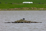 Hiplingur / Phalacrocorax carbo