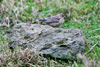 Ortolan Bunting / Embrezia hortulana