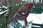 Two-Barred Crossbill / Loxia leucoptera 