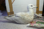 Hvidvinget måge / Larus glaucoides