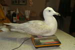 Iceland Gull / Larus glaucoides