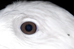 Iceland Gull / Larus glaucoides