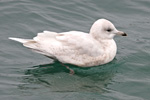 Hvidvinget måge / Larus glaucoides