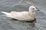 Hvidvinget måge / Larus glaucoides