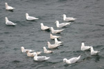 Hvidvinget måge / Larus glaucoides