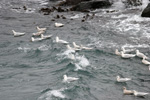 Hvidvinget måge / Larus glaucoides