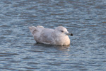 Hvidvinget mge / Larus glaucoides