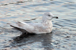 Hvidvinget mge / Larus glaucoides