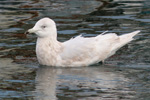 Hvidvinget mge / Larus glaucoides