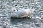 Hvidvinget mge / Larus glaucoides