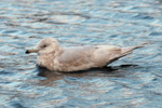 Hvidvinget mge / Larus glaucoides