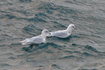 Hvidvinget mge / Larus glaucoides