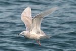 Hvidvinget mge / Larus glaucoides