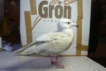 Iceland Gull / Larus glaucoides