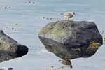 Íslandsgrælingur / Calidris canutus 