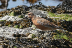 slandsgrlingur / Calidris canutus 