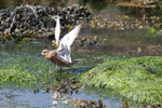 slandsgrlingur / Calidris canutus 