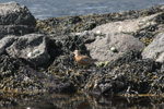 Íslandsgrælingur / Calidris canutus 